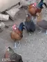Продавам декоративни кокошки , снимка 1