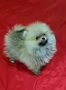 Померан мини женски , снимка 6