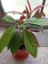Авокадо , снимка 1 - Градински цветя и растения - 38085735