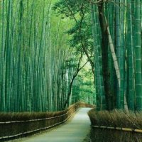 100 броя бамбукови семена от декоративен бамбук Moso Bamboo зелен МОСО БАМБО за декорация и украса b, снимка 17 - Сортови семена и луковици - 37711514
