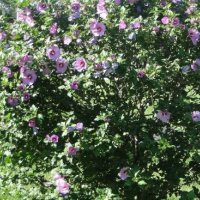Хибискус -Градински Студоустойчив, снимка 1 - Градински цветя и растения - 27343265
