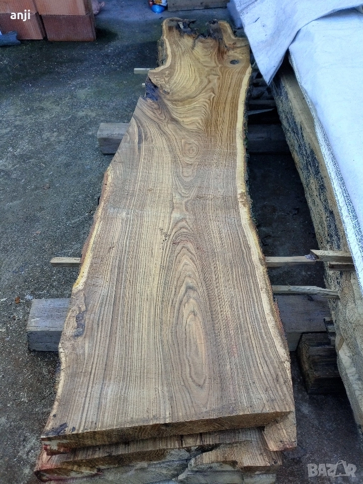 Талпи японска Акация , снимка 1