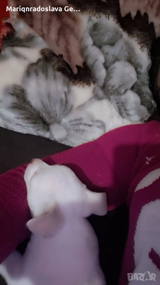 продава се мини пинчер , снимка 1