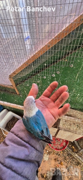 неразделки, снимка 1