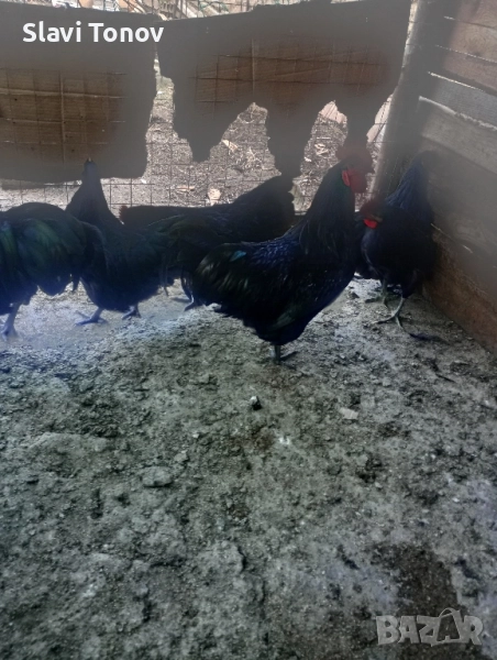 Петлета черен австролорп, снимка 1