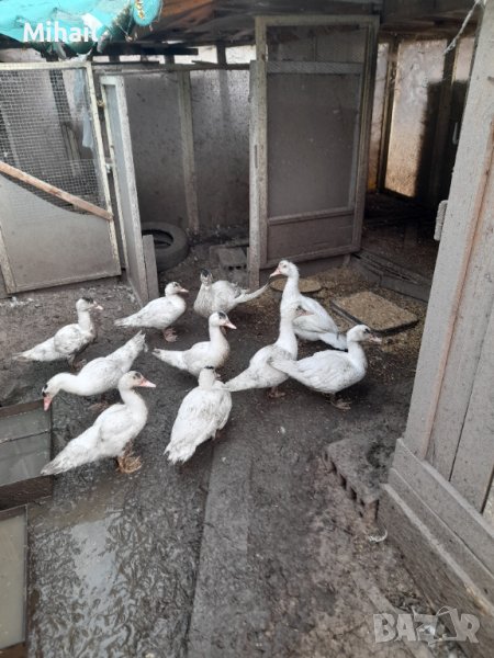 Продавам неми патици, снимка 1