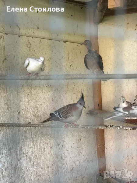 Различни видове гугутки, гр.Пещера, снимка 1