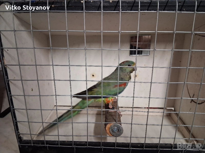 Многоцветен поен-женски, снимка 1