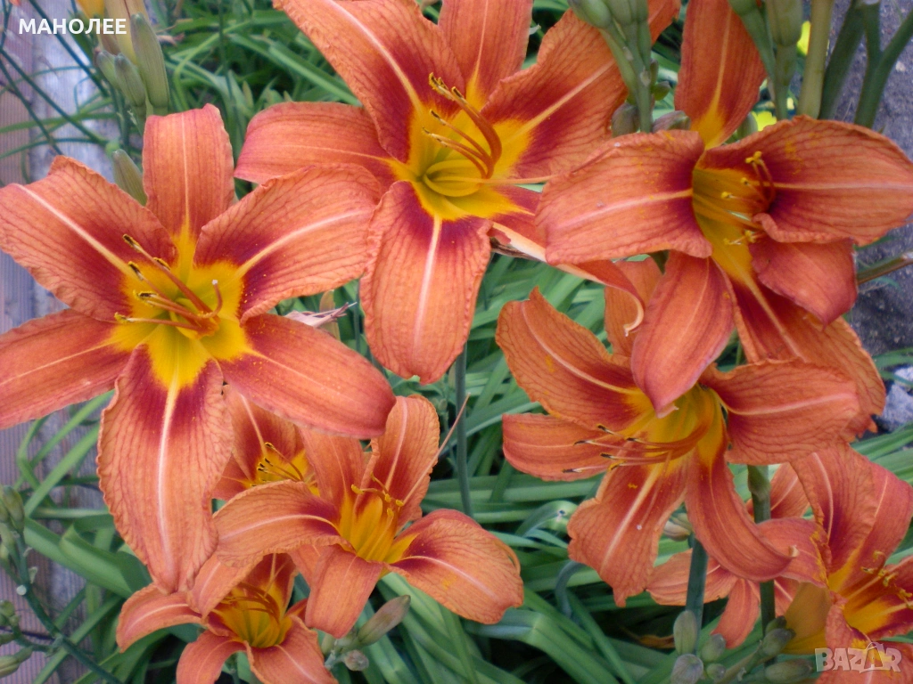 💐🪷💐ХЕМЕРОКАЛИС🎁💐🎁, снимка 1