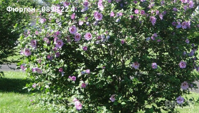 Хибискус -Градински Студоустойчив, снимка 1