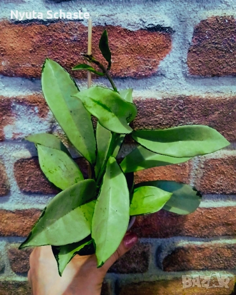 Хоя. Hoya ah-074 silver medium-large, снимка 1