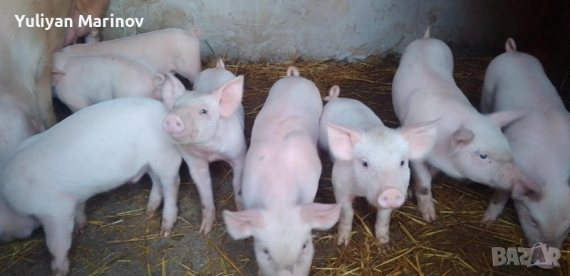 5 бр мъжки прасенца , снимка 1