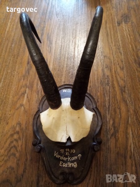 Уникат планинска коза Австрия, снимка 1