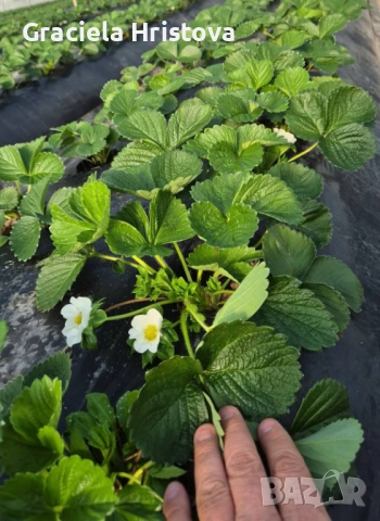 Разсад ягоди , снимка 8 - Градински цветя и растения - 53368603