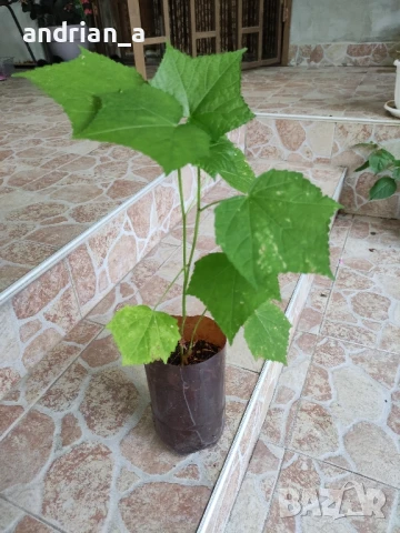 Жълт градински хибискус, снимка 3 - Градински цветя и растения - 51122033