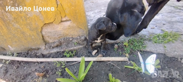 Малки кученца- Лабрадор, снимка 16 - Лабрадор ретривър - 54363432