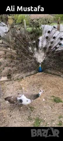 ПАУНИ АРЛЕКИН , снимка 2 - други­ - 49967747