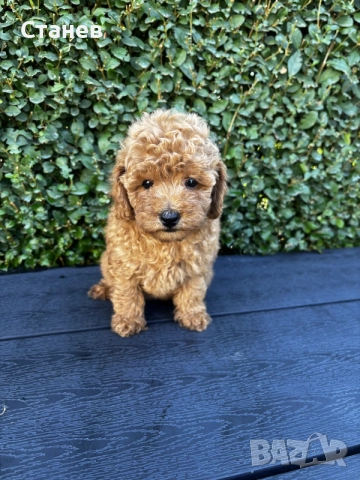 Мини пудели / Mini Poodles, снимка 7 - Пудели - 56439896