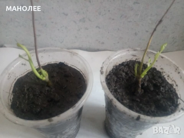 🌺🌺🌺Градински хибискус-студоустойчив🎁✨💐, снимка 3 - Градински цветя и растения - 52949698