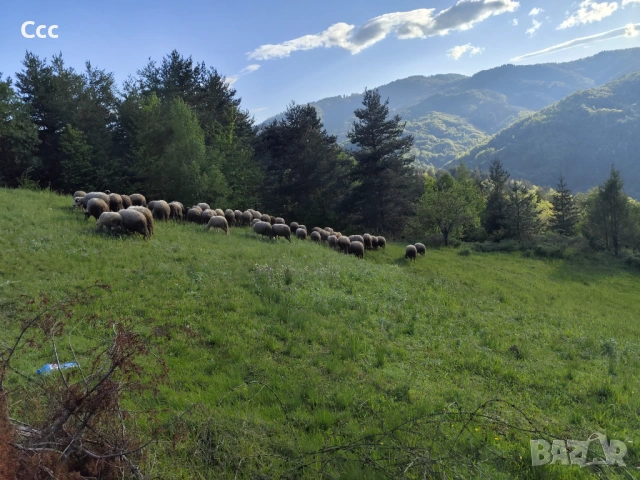 Продават се агнета и овце