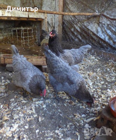 Разплодни яйца от Шведски Исбар , снимка 3 - други­ - 31902849