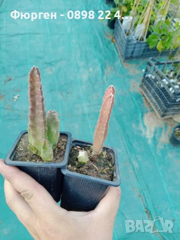 Стапелия - Налични 3 вида, снимка 5 - Разсади - 51010532