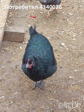 Кокошки Джърси гигант, снимка 4 - Кокошки и пуйки - 53300321