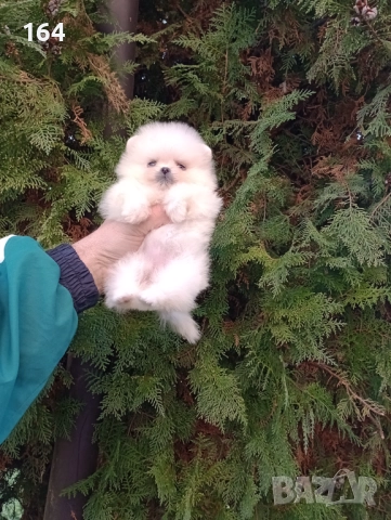 Мини Померан Реални снимки от 19.12.25 год. 