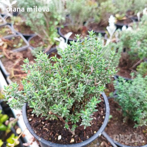 Мащерка, билка и подравка