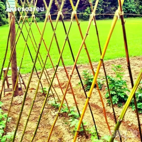 Качествени семена от бамбук Moso Bambo декоративни растения за дома бамбуков разсад за украса декор, снимка 4 - Сортови семена и луковици - 48995203