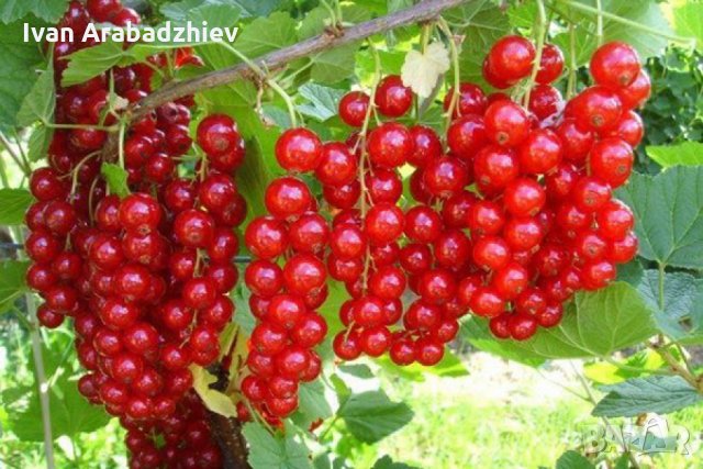 ФРЕНСКО ГРОЗДЕ ROVADA