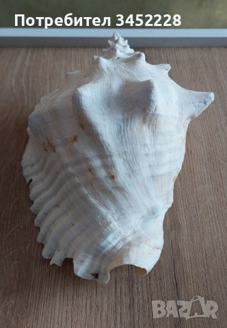 раковина голяма за ценители , снимка 4 - Декорация за дома - 51711876