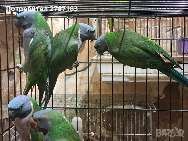 продавам папагали китаиски александар 3 женски 2023 г, снимка 4 - Папагали - 53053887