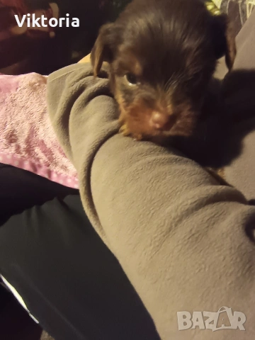 Йоркширски териери, снимка 8 - Йоркширски териер - 52221495