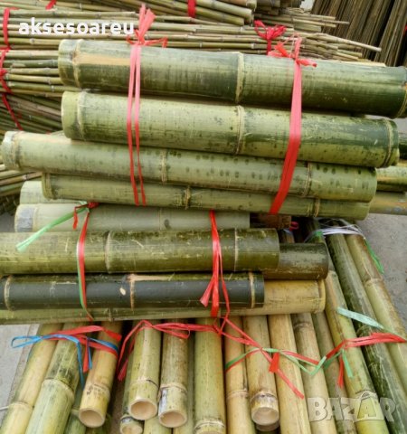 Семена от гигантски бамбук Moso Bambo градински сертифицирани декоративни растения за дома и двора б, снимка 11 - Разсади - 38062500