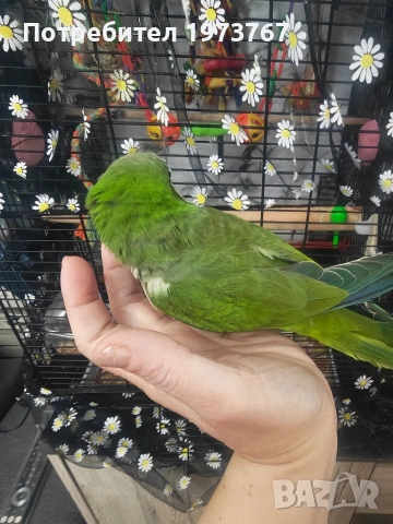 папагал монах на година и половина , снимка 6 - Папагали - 54015294