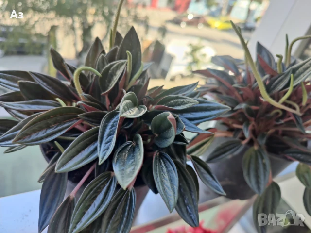 продавам Цветя Пеперомия – 4 налични саксии, снимка 12 - Стайни растения - 50805271