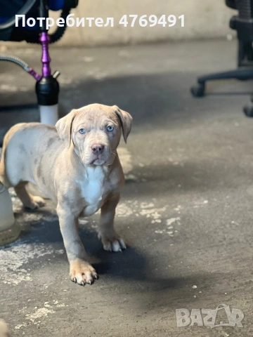 XL American Bully с родословие и сертификат, снимка 7 - Други - 53883611