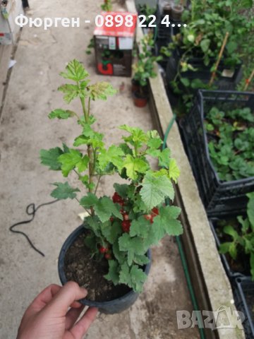 Йоща - Хибрид между касис  и цариградското грозде, снимка 4 - Разсади - 38043840