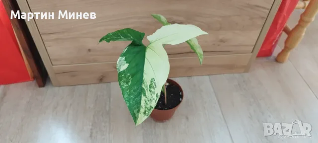 Сингониум (Syngonium) «Imperial White» , снимка 2 - Стайни растения - 54244010