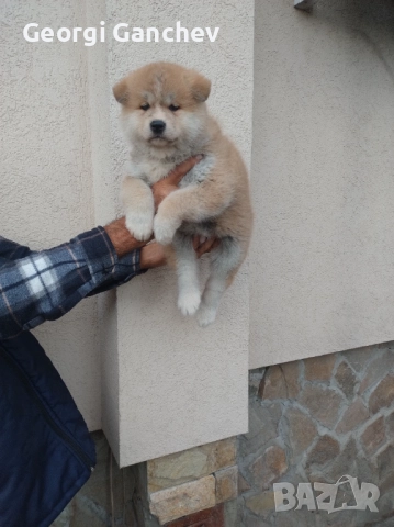 Продавам кученца акита ину , снимка 2 - Акита - 52694749