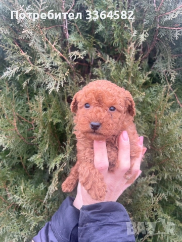 Мини пусел, снимка 3 - Пудели - 53276952