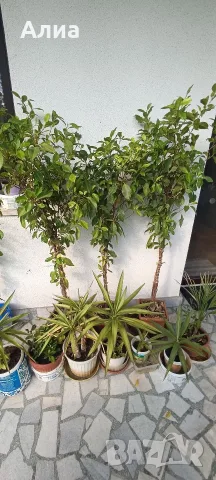 Фикус Бенджамин Microcarpa, височина 150 см, снимка 3 - Стайни растения - 54500156