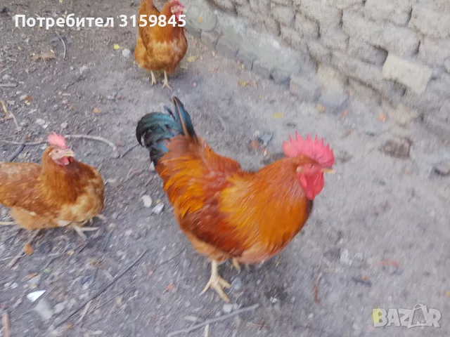 Нюхемпшир яйца за люпене , снимка 16 - Кокошки и пуйки - 55852143