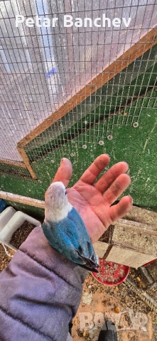 неразделки