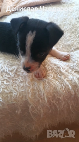 Пинчер-Джак ръсел , снимка 4 - Пинчер - 54238343