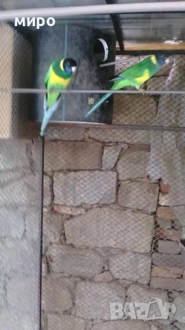 Перфектна двойка Бернардови Розели от 2025 г!, снимка 2 - Папагали - 53048752