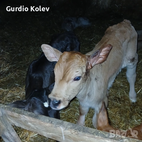 Телета Сукалчета 