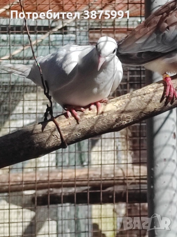 Продавам сенегалски гургулици, може и бартер, снимка 2 - Папагали - 47480982