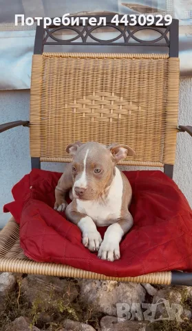 American Bully XL, снимка 6 - Американски стафордширски териер - 56440660